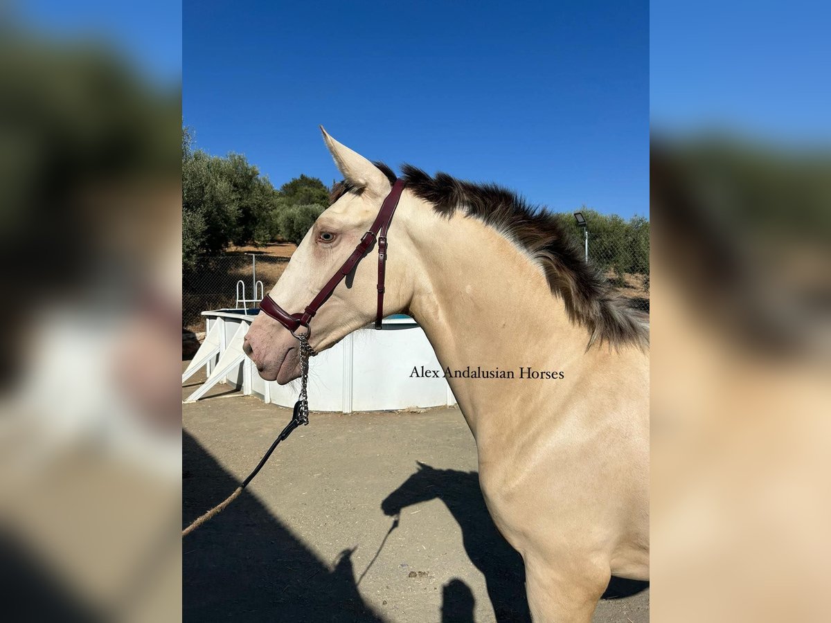 Cheval de sport espagnol Jument 1 Année 151 cm Perlino in Sevilla