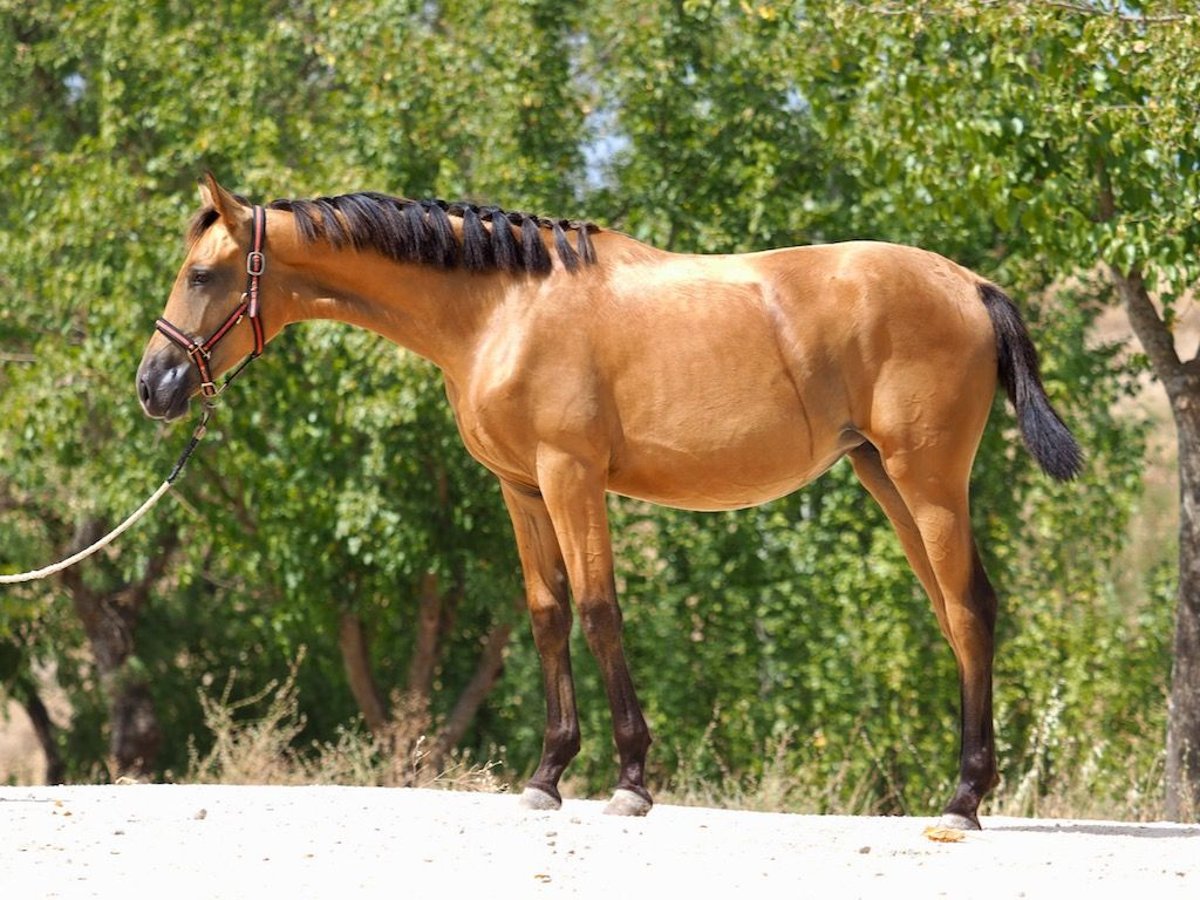 Cheval de sport espagnol Jument 1 Année 153 cm Buckskin in NAVAS DEL MADRONO