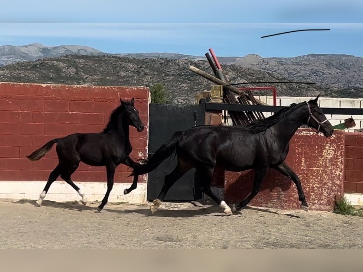 Cheval de sport espagnol Jument 1 Année in Madrid