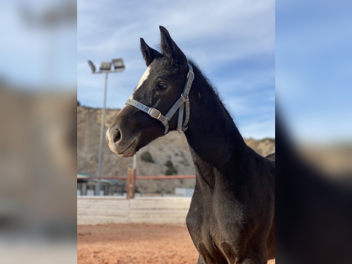 Cheval de sport espagnol Jument 1 Année Gris in Fuendetodos