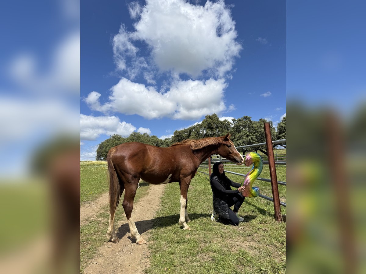 Cheval de sport espagnol Jument 2 Ans 159 cm Alezan in Gerena