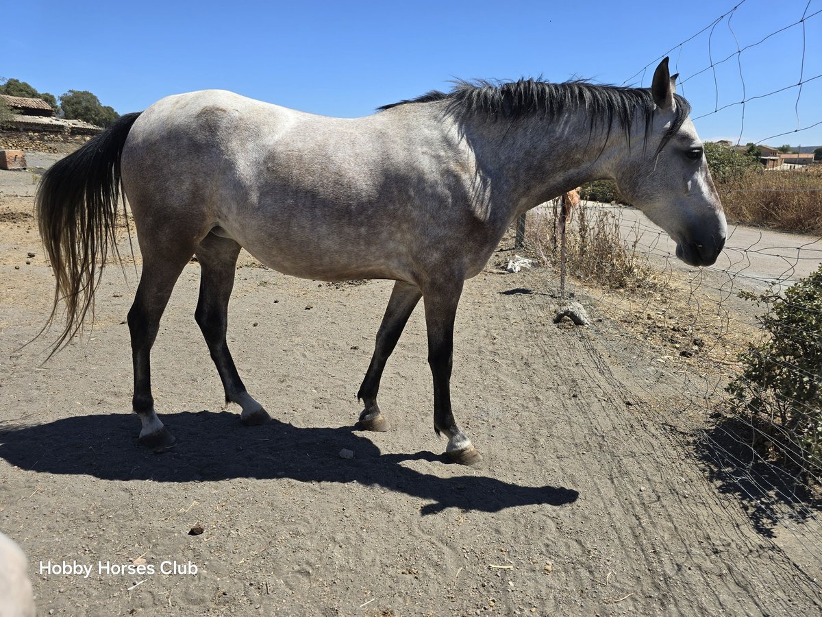 Cheval de sport espagnol Croisé Jument 2 Ans 160 cm Gris pommelé in Navahermosa