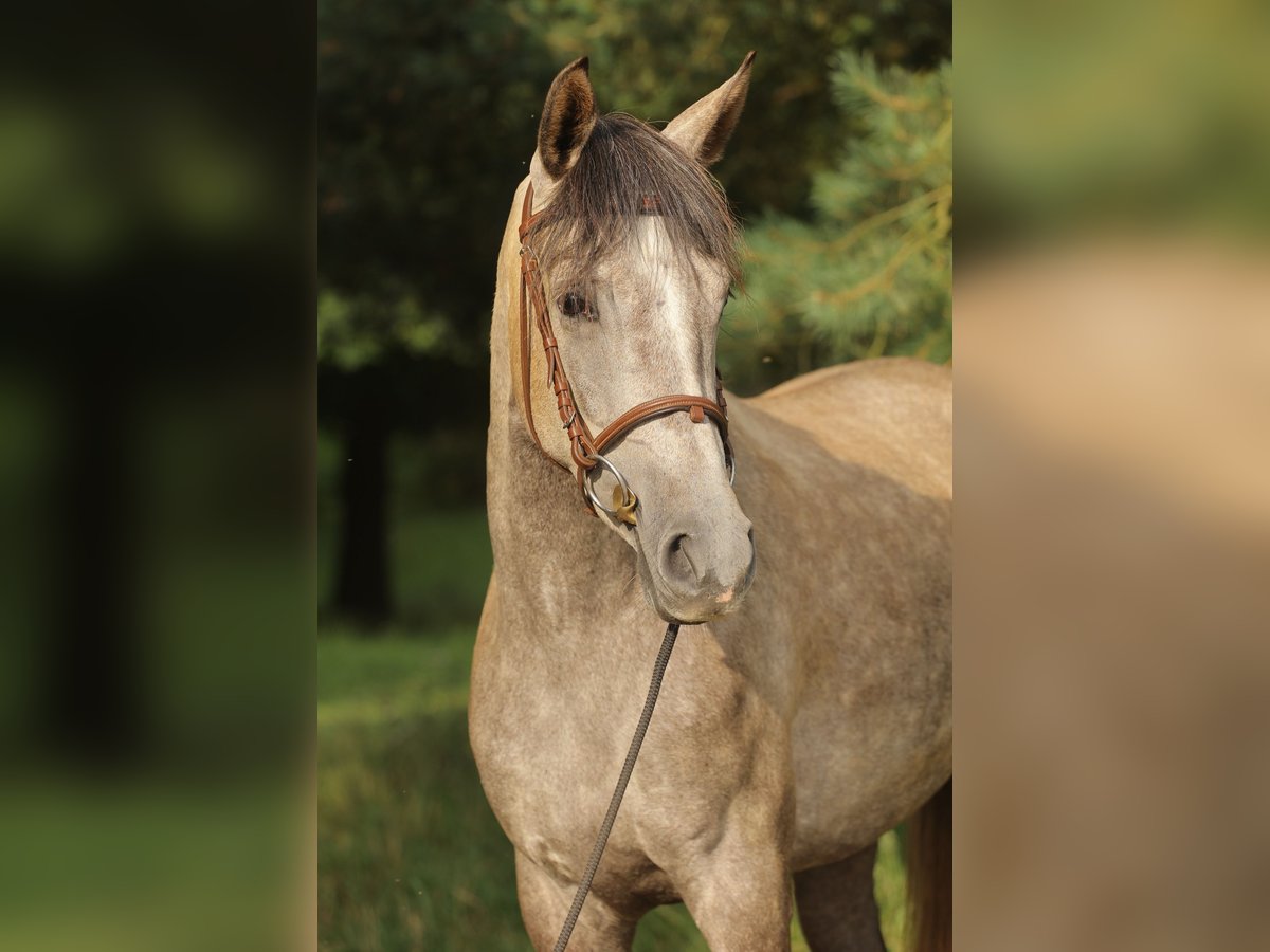 Cheval de sport espagnol Jument 3 Ans 160 cm Gris in Eickhog