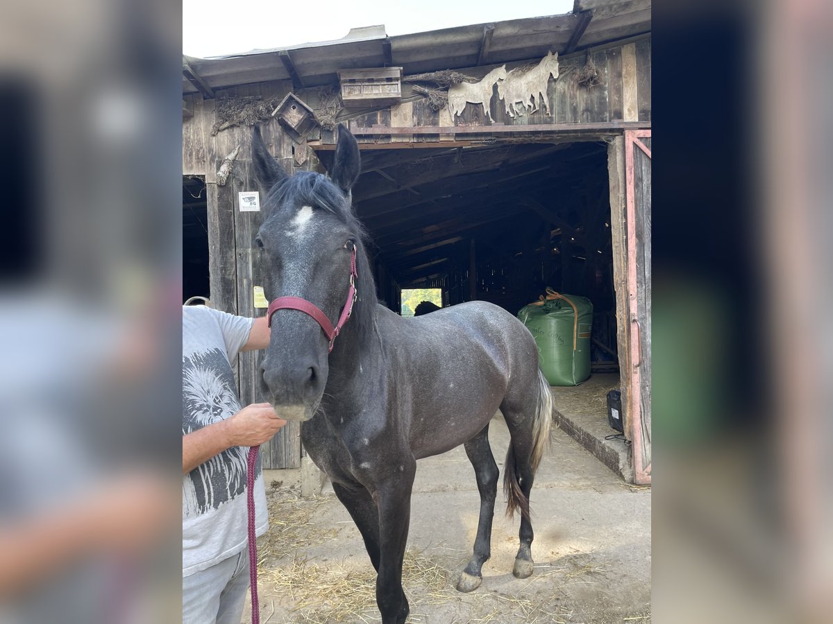 Cheval de sport espagnol Jument 3 Ans 160 cm Peut devenir gris in Kippenheim