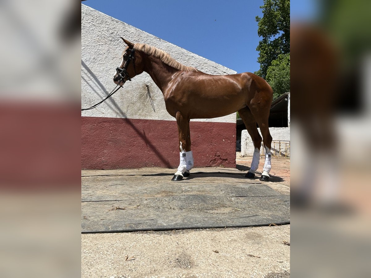 Cheval de sport espagnol Jument 4 Ans 165 cm Alezan in Constantina