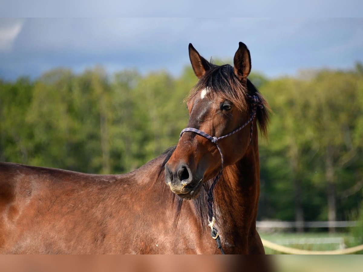 Cheval de sport espagnol Jument 4 Ans 170 cm Bai in Bourgogne