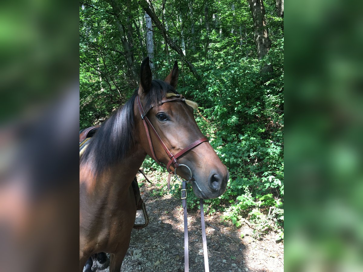 Cheval de sport espagnol Jument 5 Ans 156 cm Bai brun in Bad Sooden-Allendorf