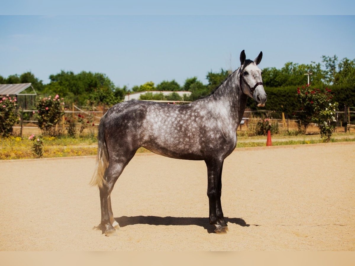 Cheval de sport espagnol Jument 5 Ans 170 cm Gris pommelé in Badajoz