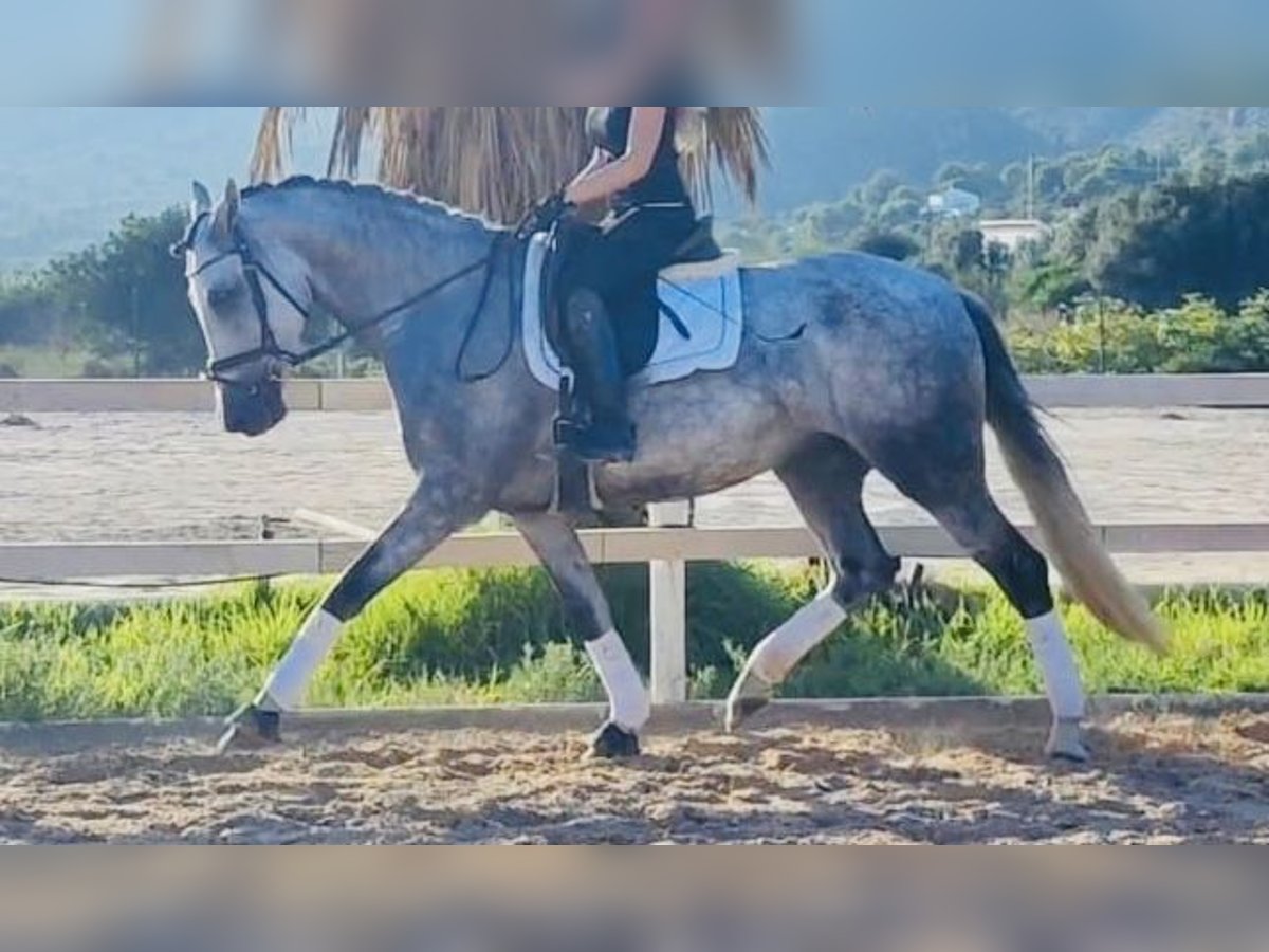 Cheval de sport espagnol Jument 6 Ans 164 cm in Madrid