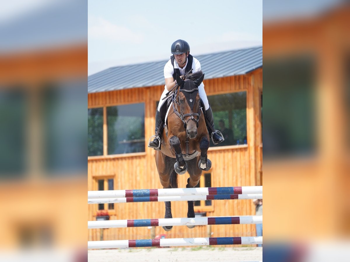 Cheval de sport espagnol Jument 6 Ans 173 cm Bai in Barcelona