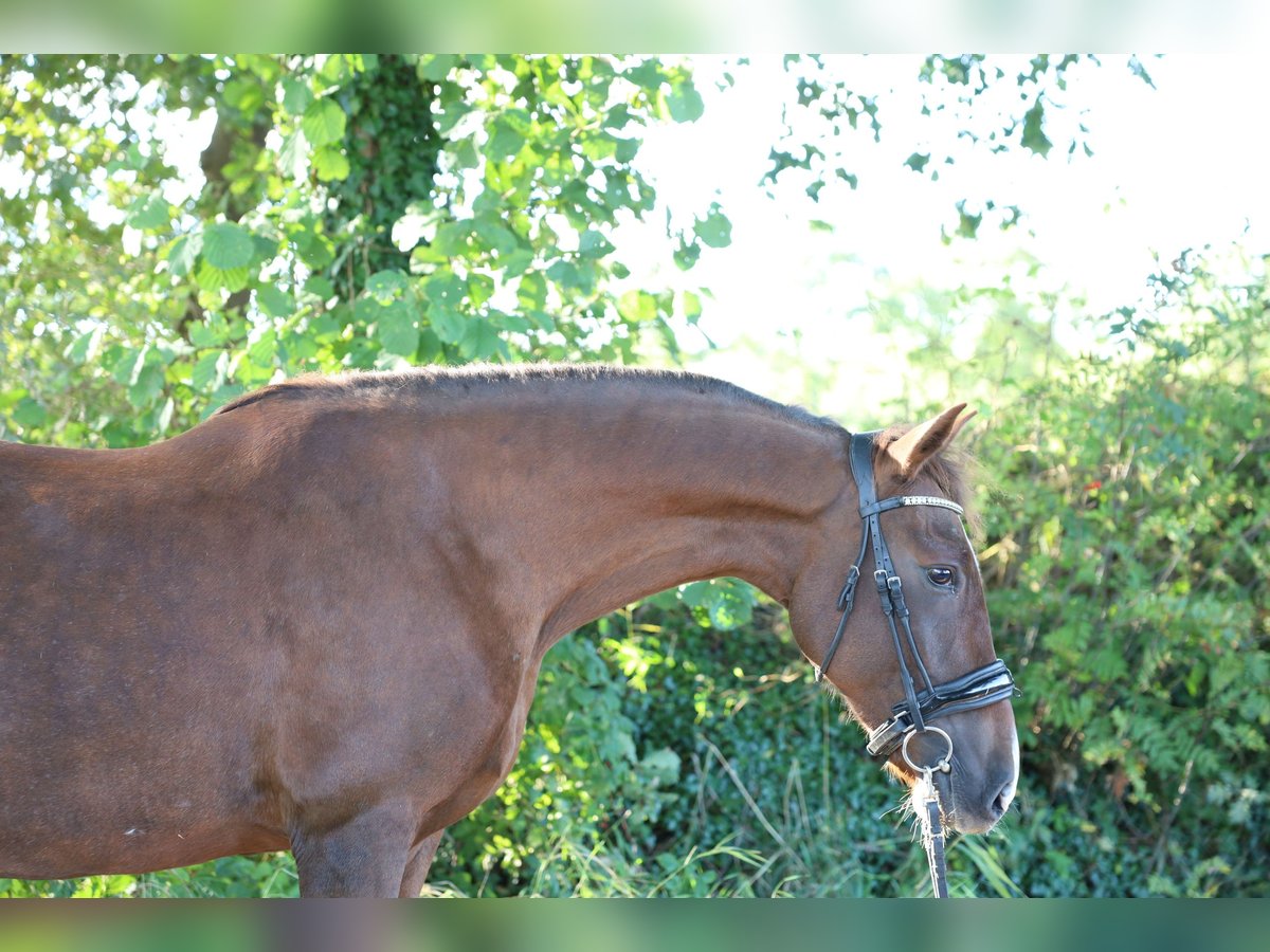 Cheval de sport espagnol Jument 8 Ans 163 cm in Jever