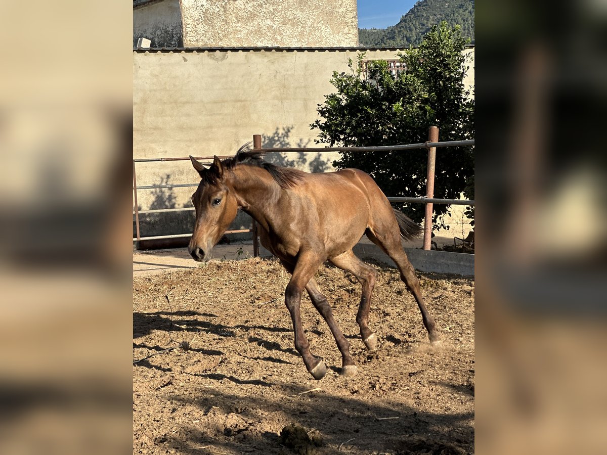 Cheval de sport espagnol Croisé Jument Poulain (04/2024) 137 cm Bai clair in Tavernes De La Valldigna, De (Playa)