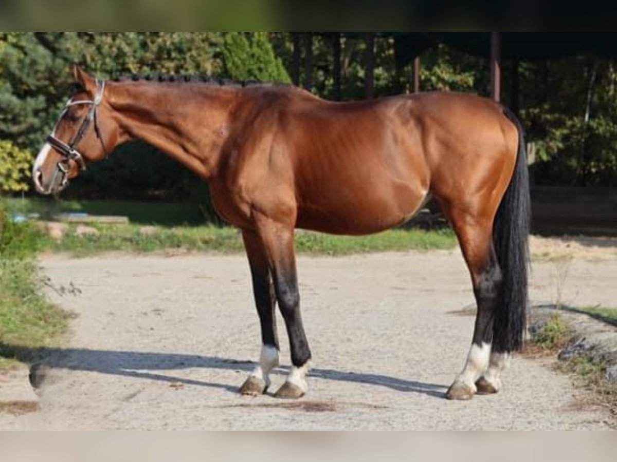 Cheval de sport hongrois Étalon 13 Ans 170 cm Bai cerise in Mladá Boleslav