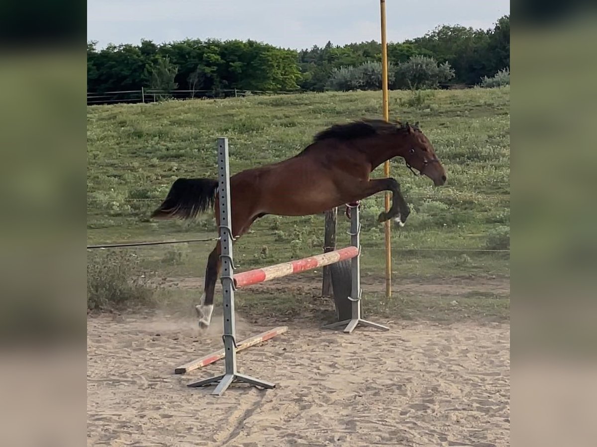 Cheval de sport hongrois Étalon 1 Année 142 cm Bai clair in Székesfehérvár