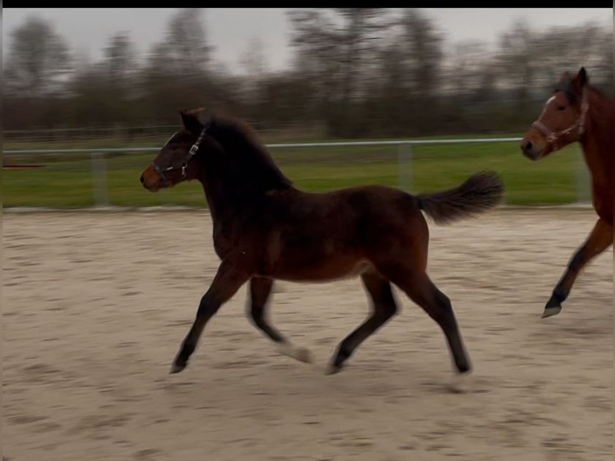 Cheval de sport hongrois Étalon 1 Année Bai in Fußgönheim