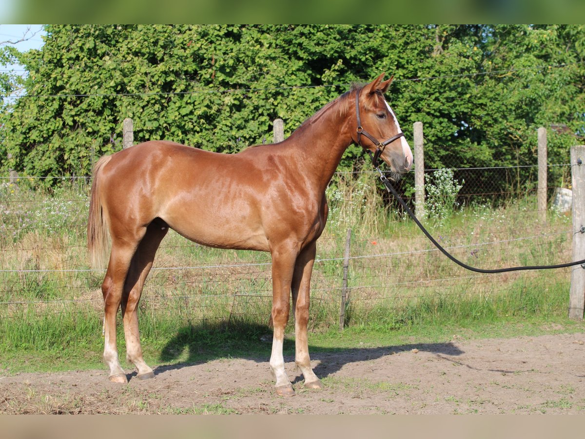 Cheval de sport hongrois Étalon 2 Ans 145 cm Alezan brûlé in Abda