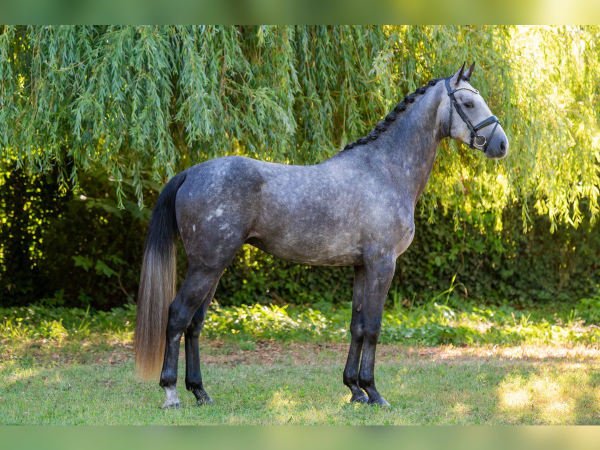 Cheval de sport hongrois Étalon 3 Ans 174 cm Gris in Debrecen