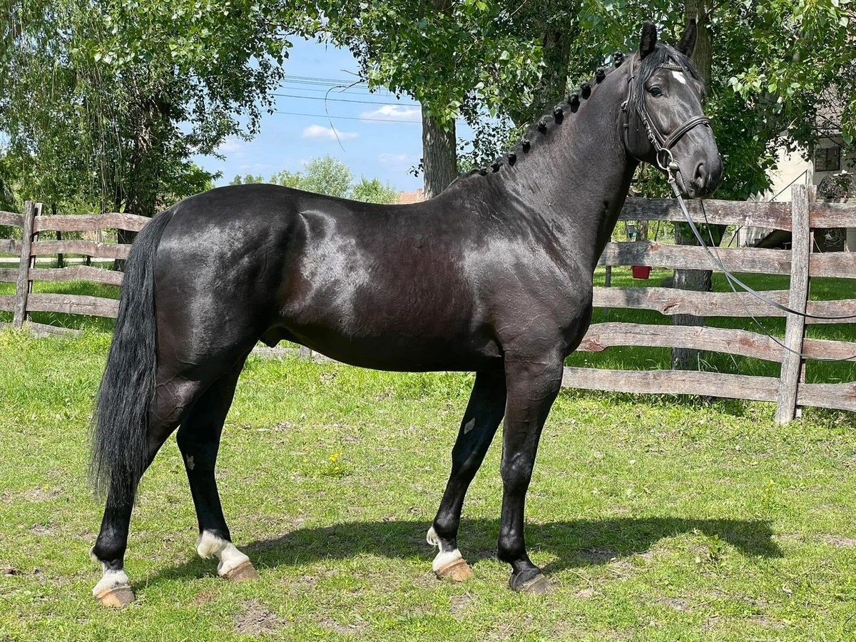Cheval de sport hongrois Étalon 4 Ans 166 cm Bai brun foncé in Soltszentimre