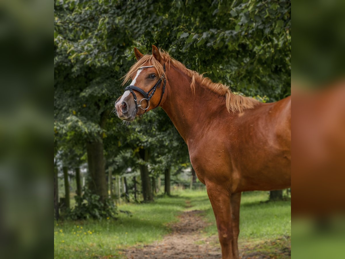 Cheval de sport hongrois Étalon 5 Ans 145 cm Alezan in Straelen