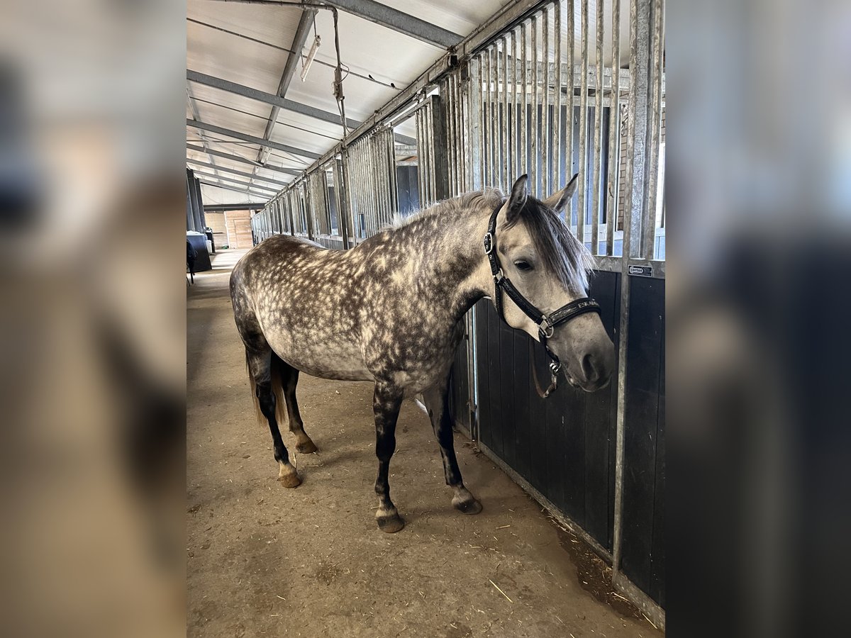 Cheval de sport hongrois Croisé Étalon 9 Ans 145 cm Gris in Roswinkel