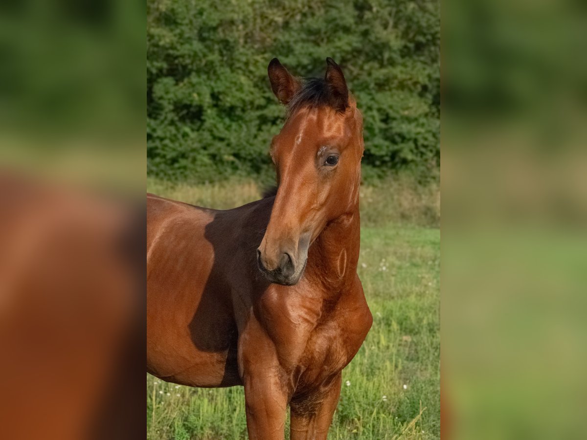 Cheval de sport hongrois Étalon Poulain (01/2024) 155 cm Bai cerise in Vác