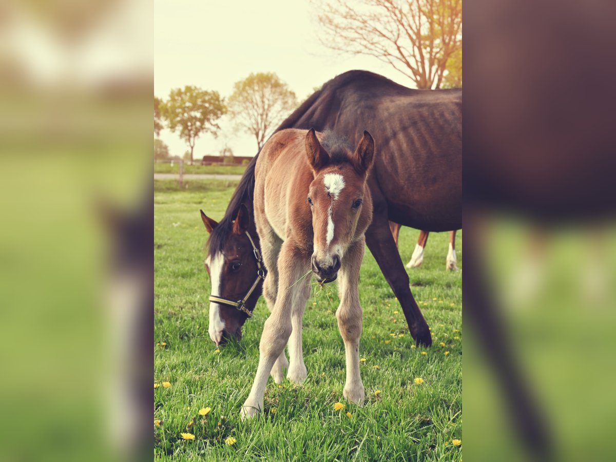 Cheval de sport hongrois Croisé Étalon  Bai clair in Herzlake