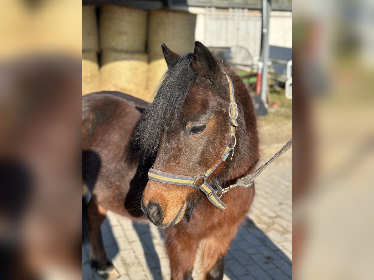 Cheval de sport hongrois Hongre 10 Ans 118 cm Bai in Göppingen