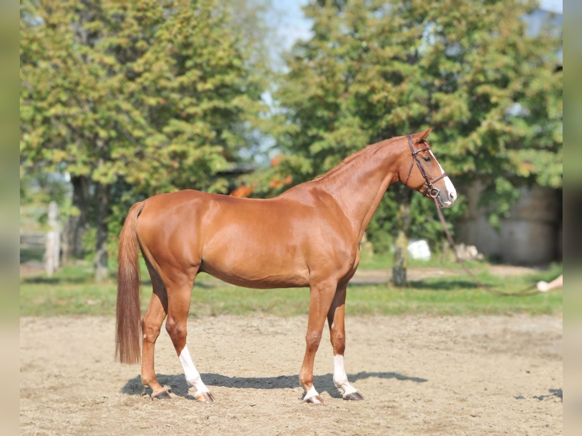 Cheval de sport hongrois Hongre 10 Ans 171 cm Alezan in Schattendorf