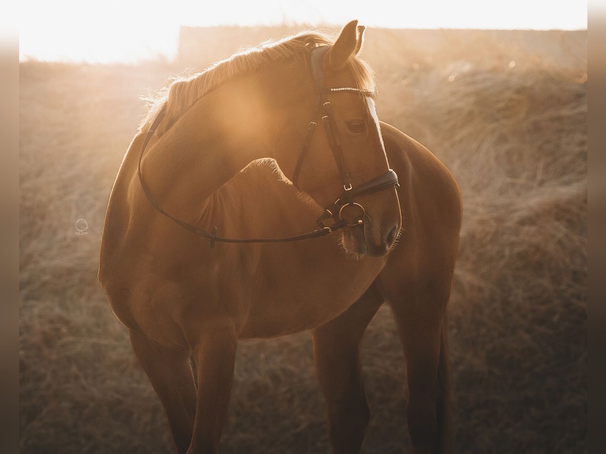 Cheval de sport hongrois Hongre 10 Ans Alezan in Mannersdorf am Leithagebirge