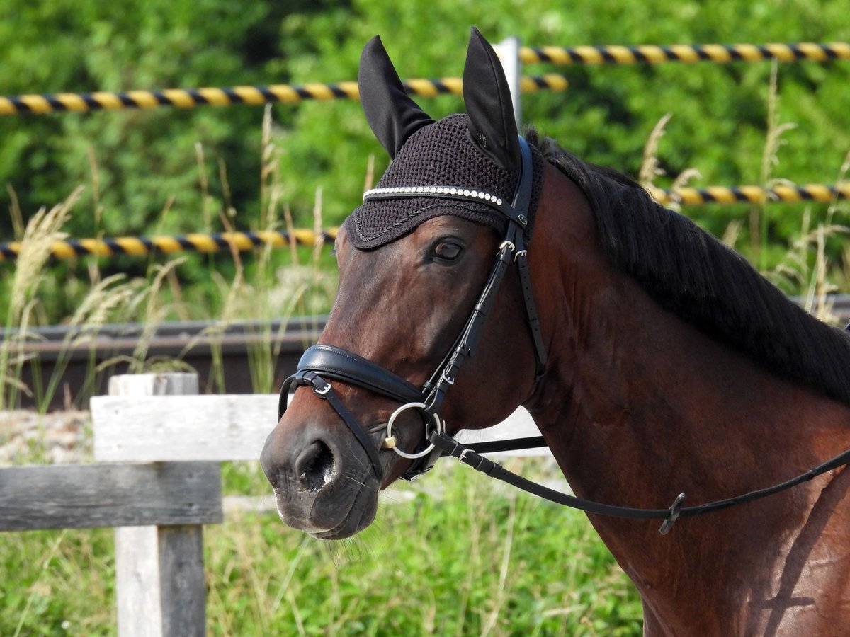 Cheval de sport hongrois Hongre 11 Ans 162 cm Bai brun in Übersee