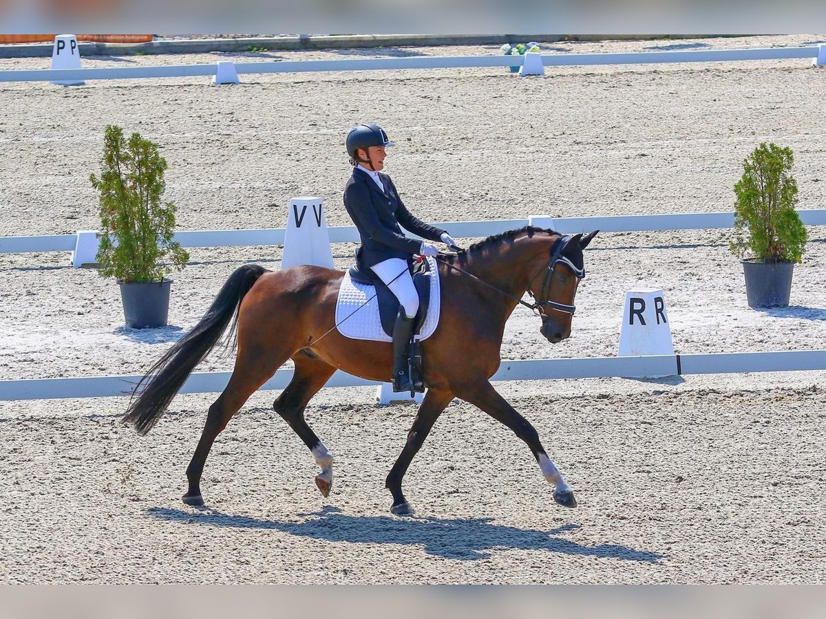 Cheval de sport hongrois Hongre 11 Ans 165 cm Bai in Přelíc