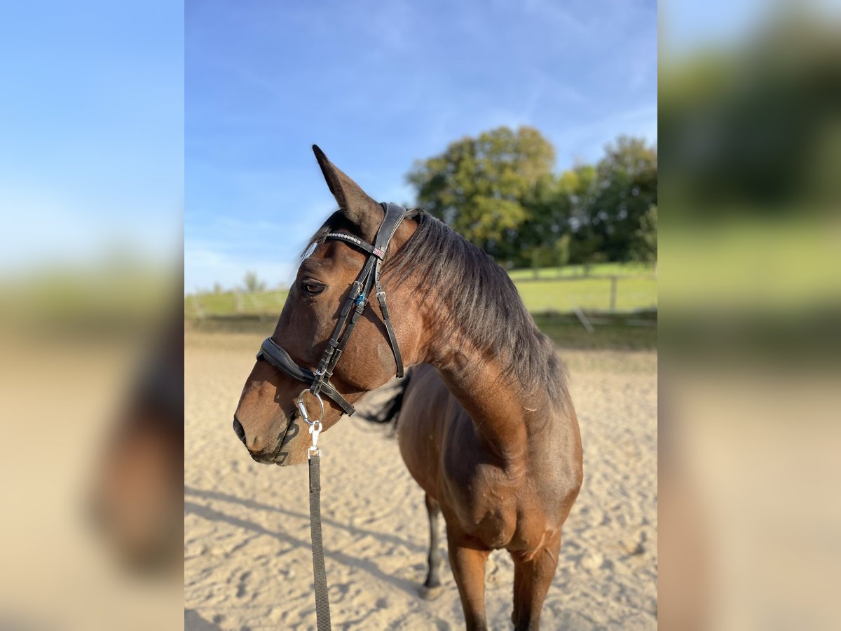 Cheval de sport hongrois Croisé Hongre 11 Ans 165 cm Bai in Weiden