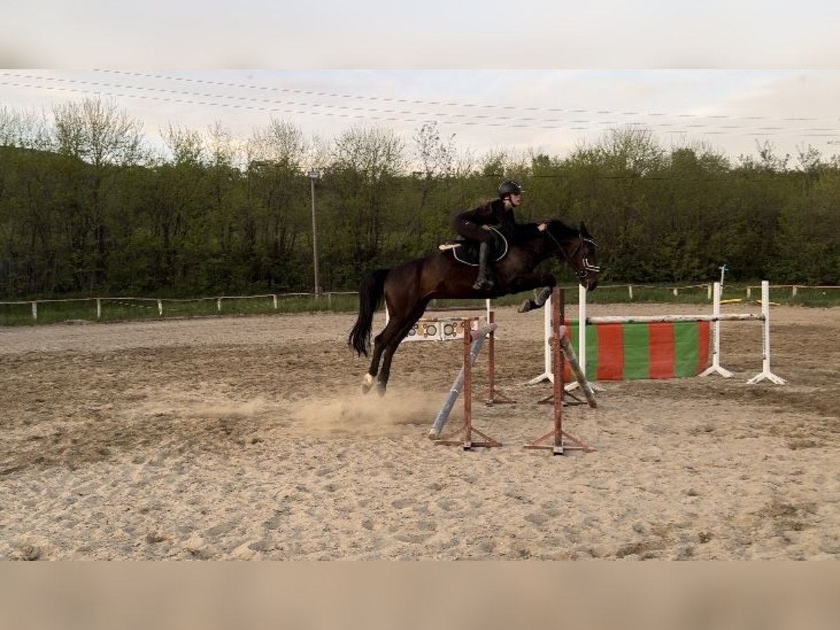 Cheval de sport hongrois Hongre 12 Ans 164 cm Bai brun in Pócsmegyer