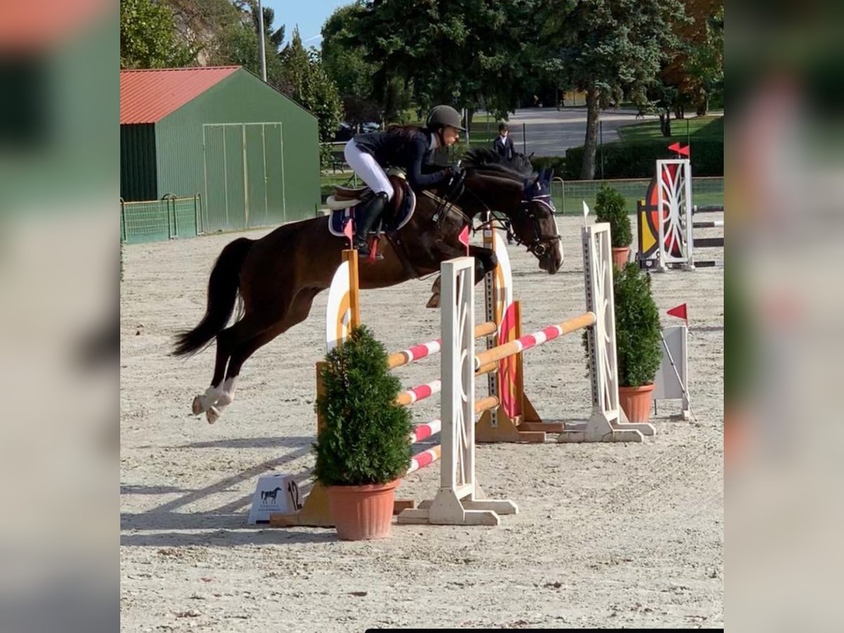 Cheval de sport hongrois Hongre 12 Ans Bai cerise in Mosonmagyaróvár