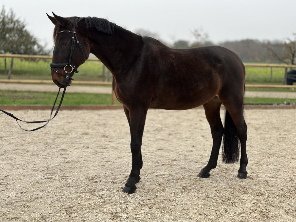 Cheval de sport hongrois Hongre 13 Ans 170 cm Bai in Meißenheim