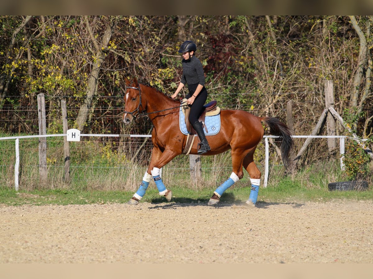 Cheval de sport hongrois Hongre 14 Ans 167 cm Bai cerise in Bőny