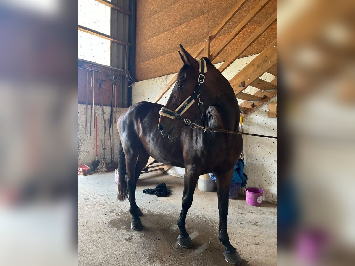 Cheval de sport hongrois Hongre 14 Ans 170 cm Bai in Amstetten