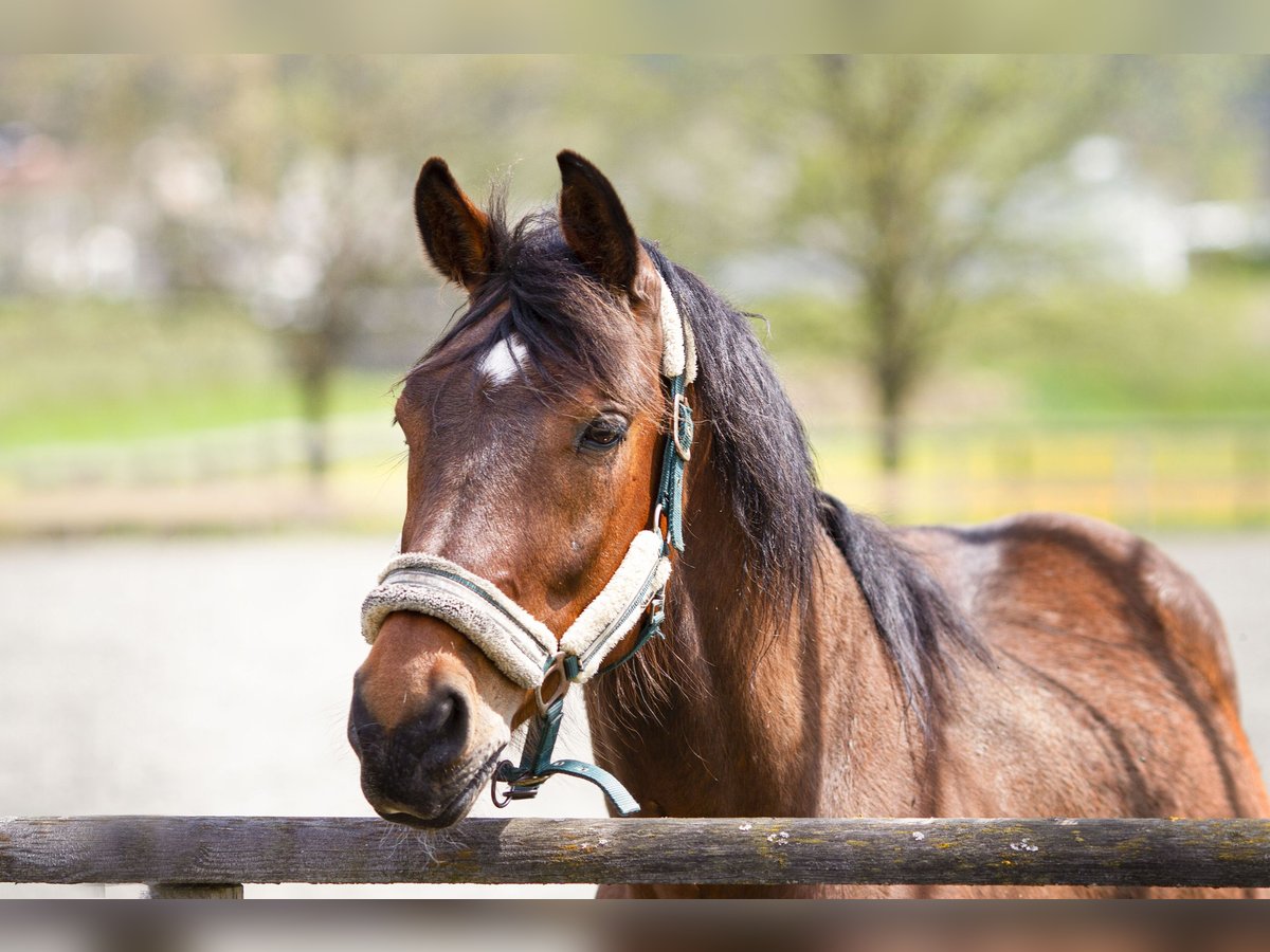Cheval de sport hongrois Hongre 15 Ans 160 cm Bai in Reutte