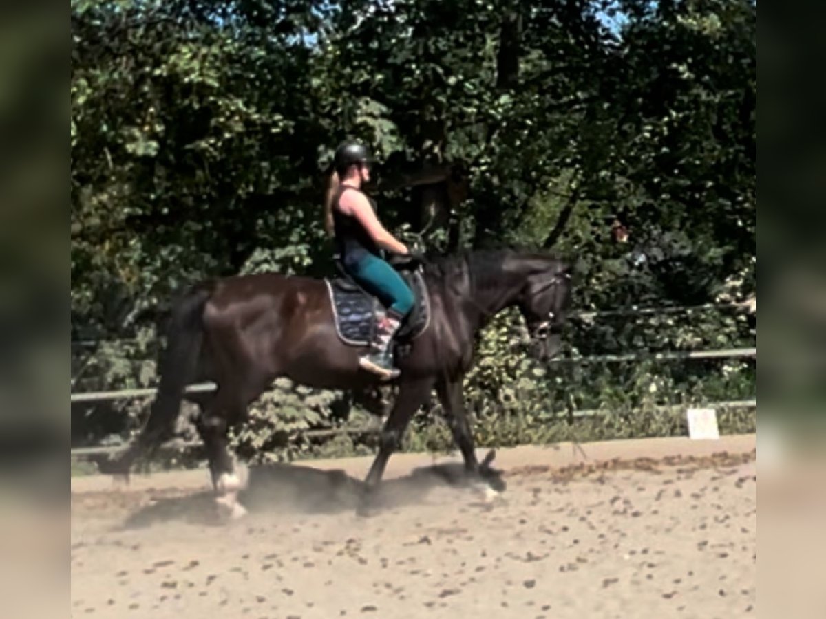 Cheval de sport hongrois Hongre 16 Ans 169 cm Noir in Köflach