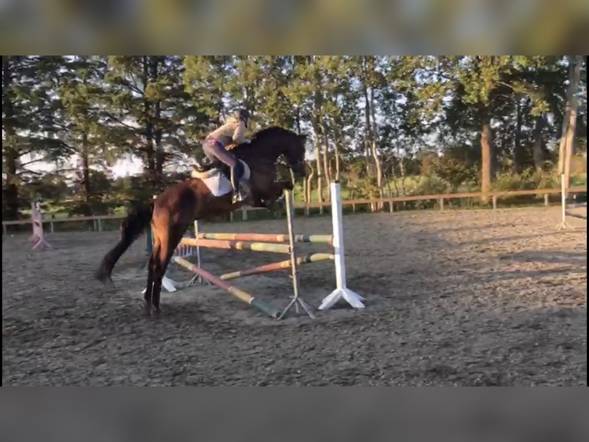 Cheval de sport hongrois Hongre 16 Ans 170 cm Bai brun in Willenscharen