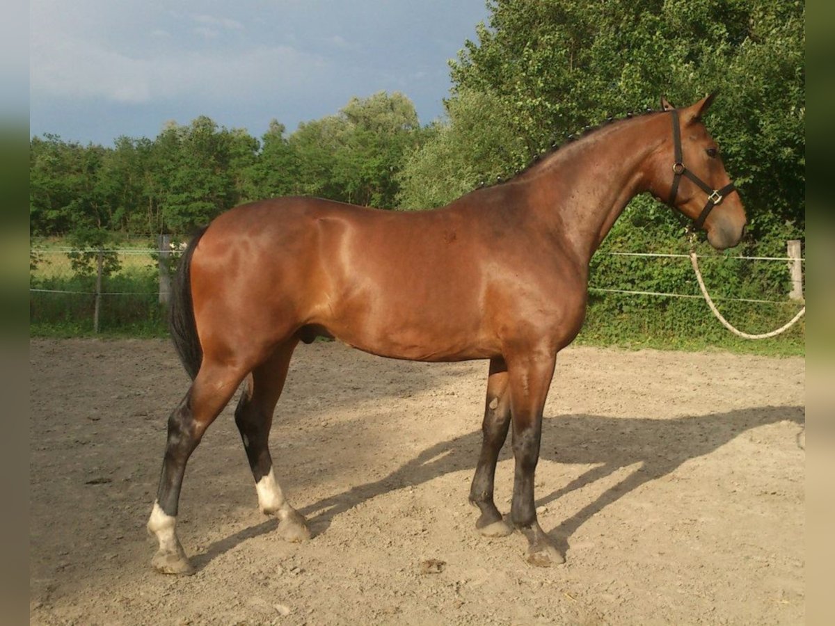 Cheval de sport hongrois Hongre 17 Ans 171 cm Bai brun in Marcali