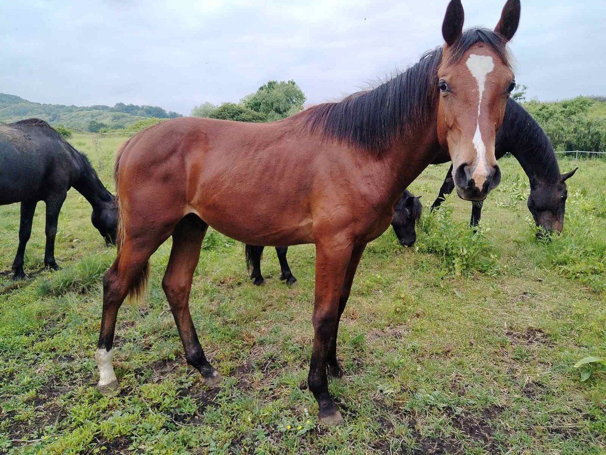 Cheval de sport hongrois Hongre 1 Année 160 cm Bai clair in Kazincbarcika