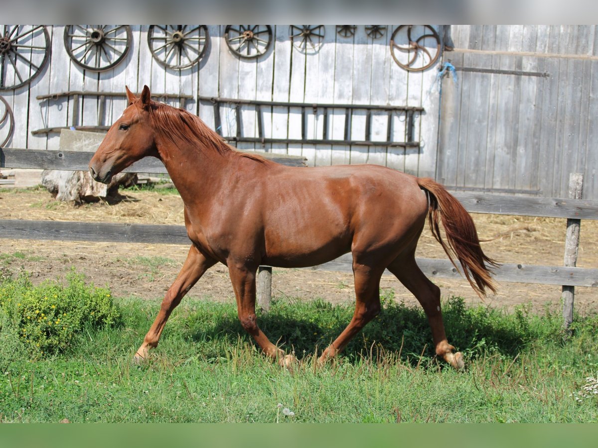 Cheval de sport hongrois Hongre 2 Ans Alezan brûlé in Écs