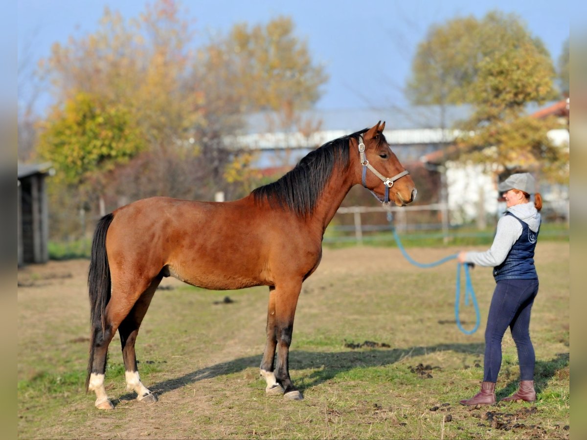 Cheval de sport hongrois Hongre 3 Ans 155 cm Bai in Schattendorf