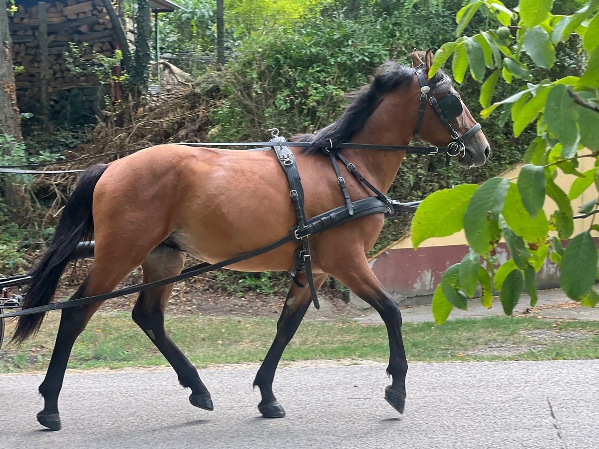 Cheval de sport hongrois Hongre 3 Ans 160 cm Bai brun in Traßnitz