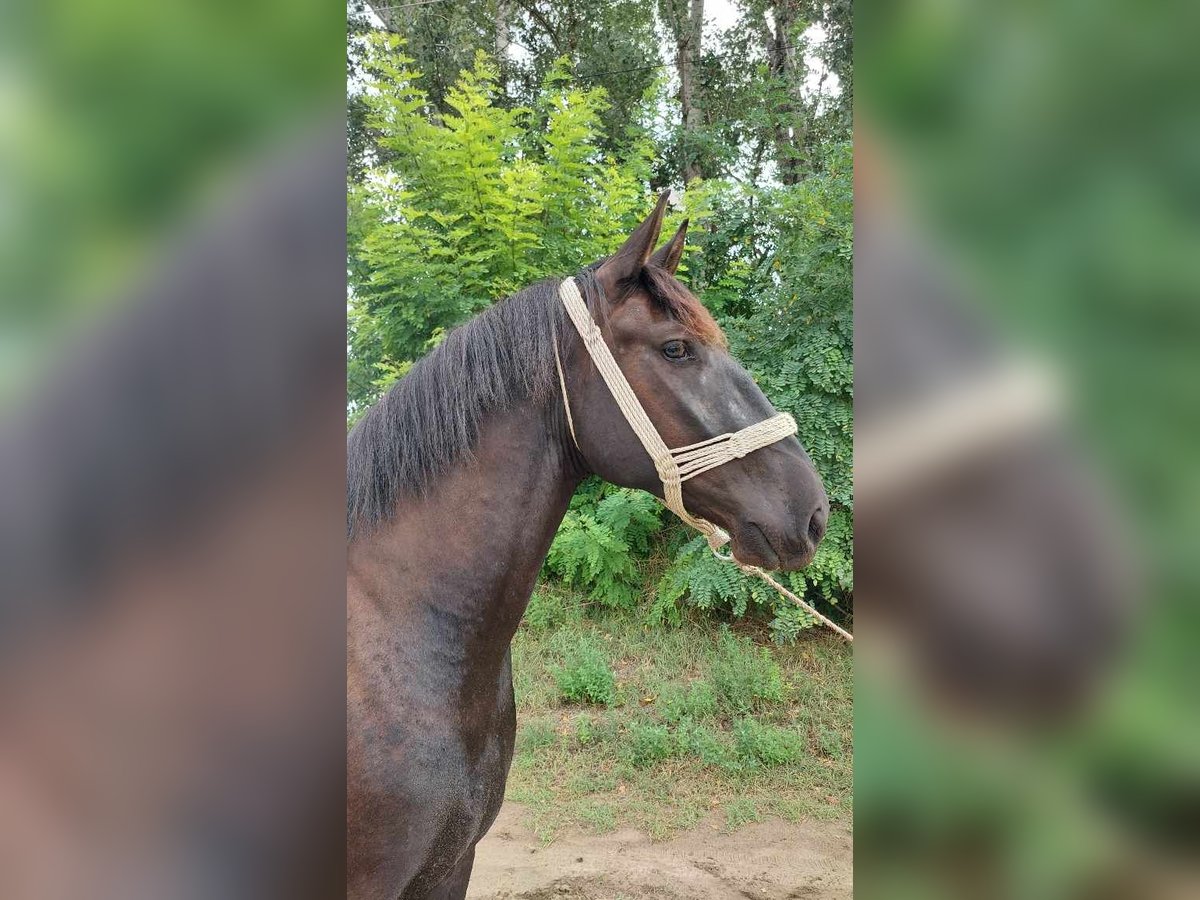 Cheval de sport hongrois Croisé Hongre 3 Ans 162 cm Bai brun foncé in Szilvásvárad