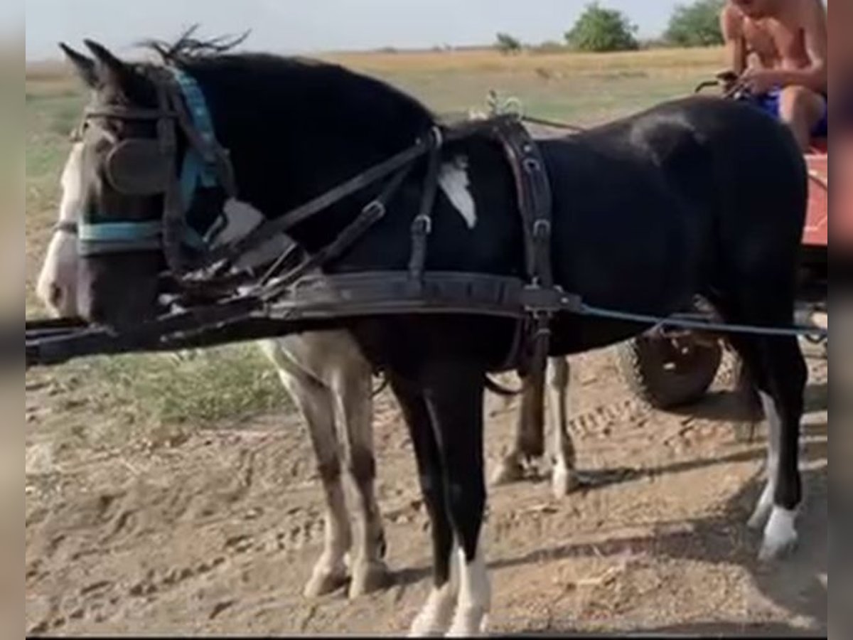 Cheval de sport hongrois Hongre 4 Ans 130 cm Noir in Tass