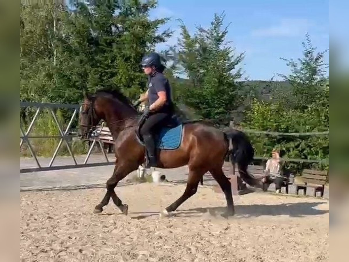 Cheval de sport hongrois Hongre 4 Ans 160 cm Bai in Wald