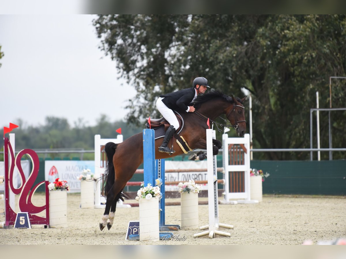 Cheval de sport hongrois Hongre 4 Ans 166 cm Bai cerise in Békés