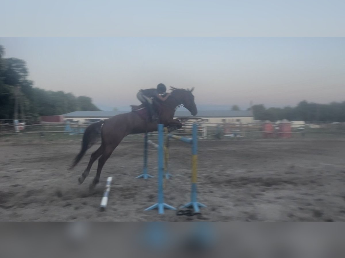 Cheval de sport hongrois Hongre 4 Ans 167 cm in Budapest